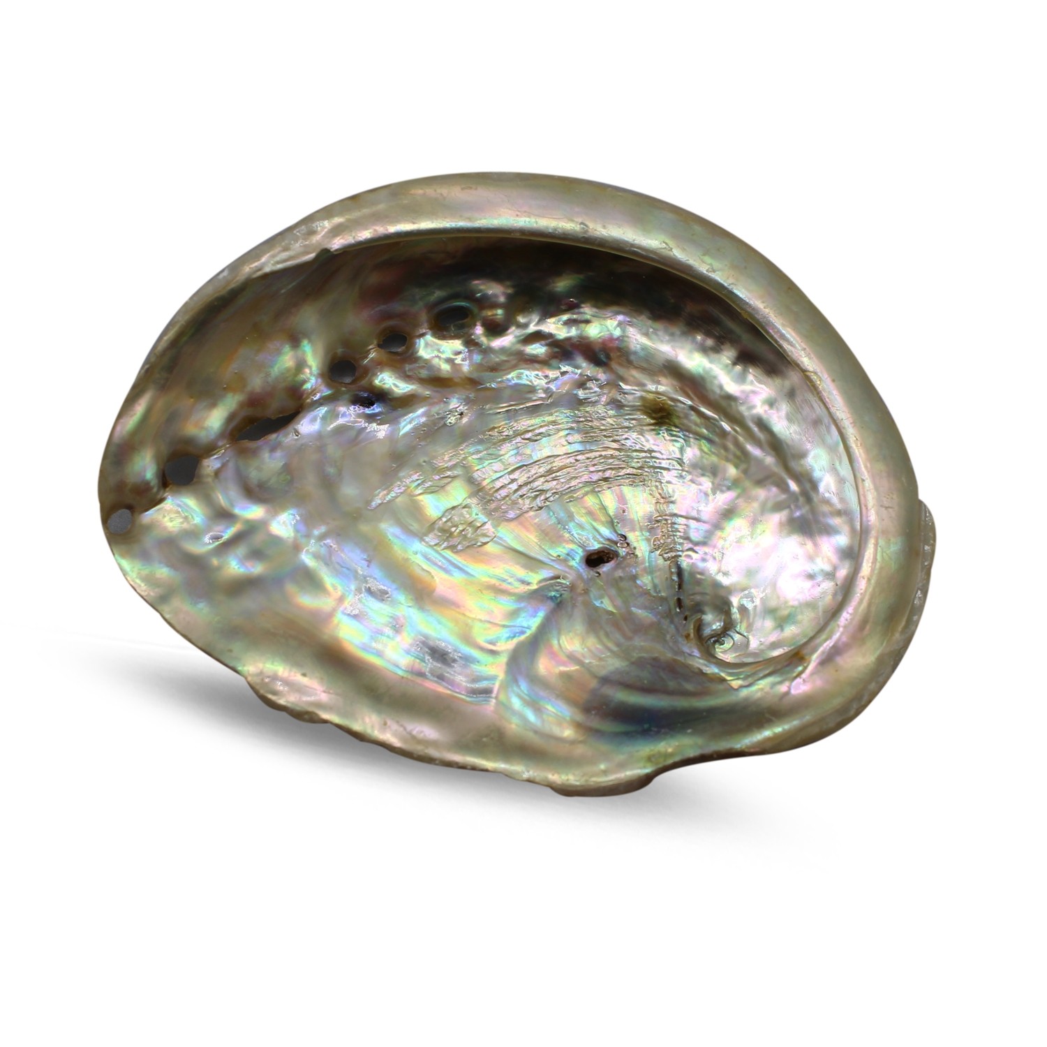 Abalone Muschel (7-9 cm)