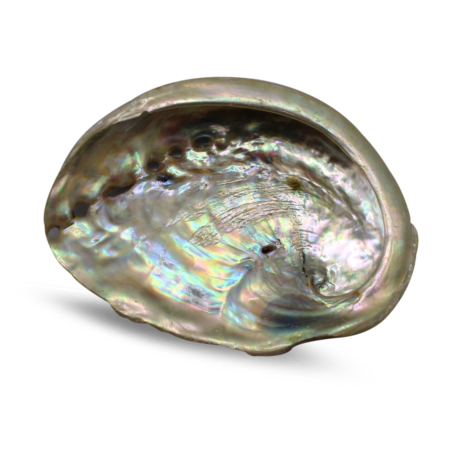 Abalone Muschel (7-9 cm) unter Weihrauch - Smudge - Smudge Zubeh?r - Weihrauch - Smudge - Abalone Muschel