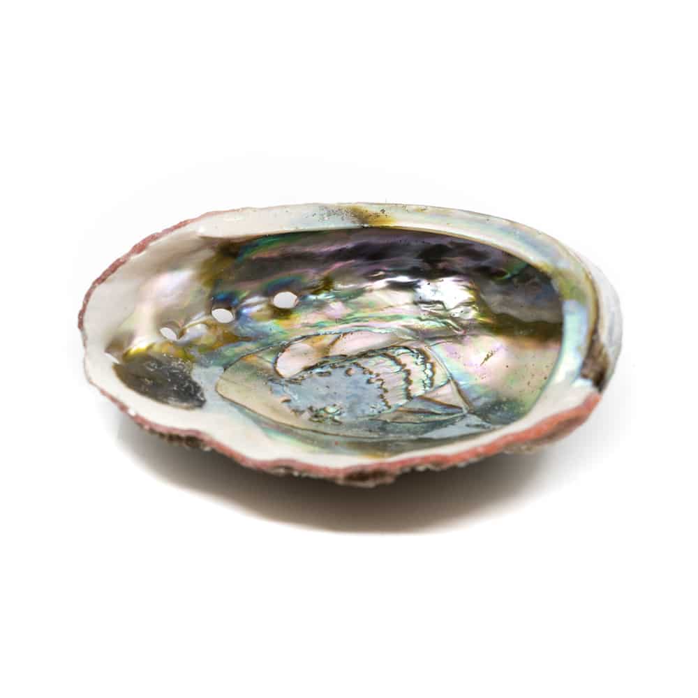 Abalone-Muschel- Gro- - 90 bis 100 mm