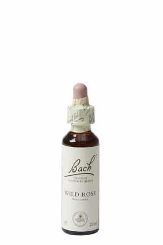 Bach Bl-tenduft Wildrose unter Wellness