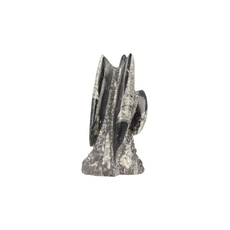 Fossile Skulptur Orthozeras (Modell 7)