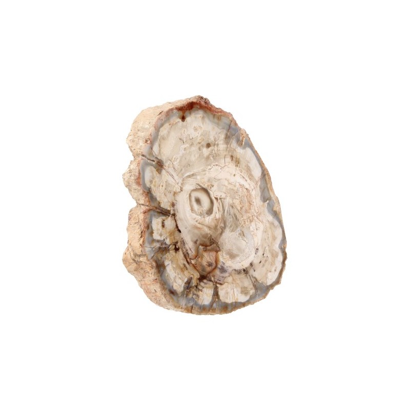 Fossile versteinerte Holzscheibe (Modell 1)