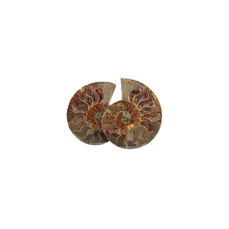 Fossiles Ammonitenpaar (Modell 1)