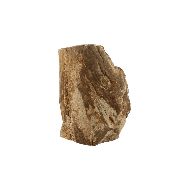 Fossiles Holz Java halbgl-nzend poliert (Modell 1)