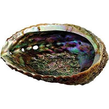 Gr-ne Abalone-Muschel (12 - 15 cm)