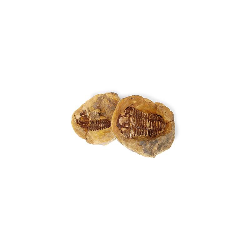 Trilobit - Standort Erfoud Marokko (Modell 181) -Trilobit - Standort Erfoud Marokko (Modell 181) unter Edelsteine & Mineralien - Edelstein Arten - Rohe Edelsteine - Edelsteine & Mineralien - Fossilien - Trilobit